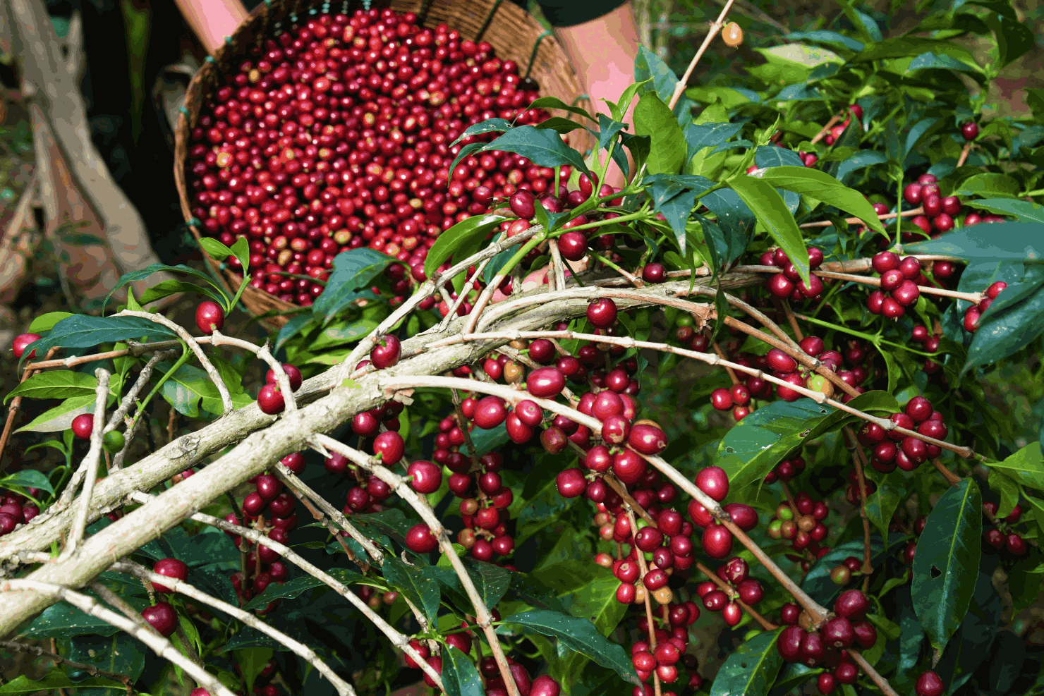 Coffee Tree